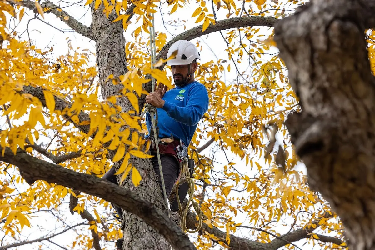Skilled Tree Pruning crew working in Ypsilanti